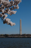 Cherryblossom-3.jpg