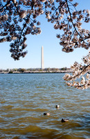 Cherryblossom-4.jpg
