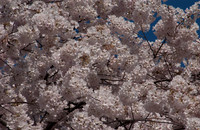 Cherryblossom-2.jpg