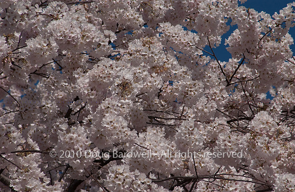 Cherryblossom-2.jpg