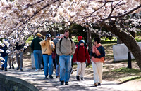 Cherryblossom-7.jpg