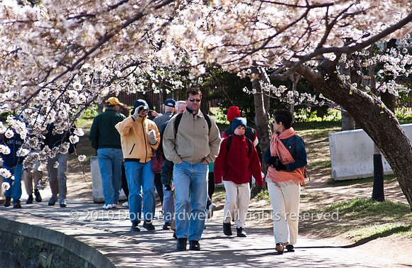 Cherryblossom-7.jpg