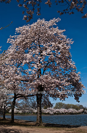 Cherryblossom-12.jpg