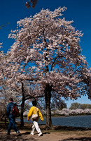 Cherryblossom-11.jpg