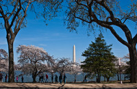 Cherryblossom-15.jpg