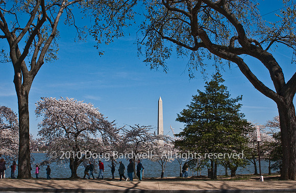 Cherryblossom-15.jpg