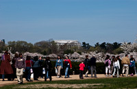 Cherryblossom-8.jpg