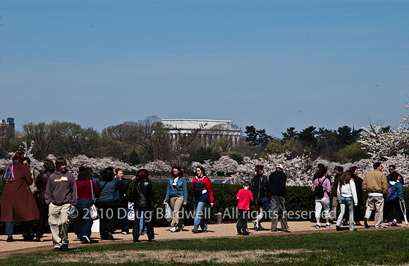 Cherryblossom-8.jpg
