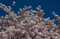 Cherryblossom-1.jpg