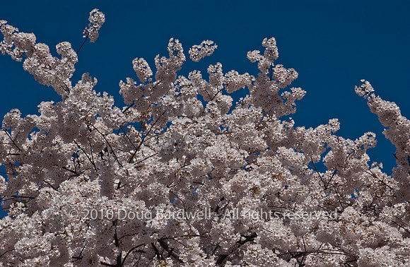 Cherryblossom-1.jpg