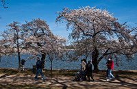 Cherryblossom-14.jpg