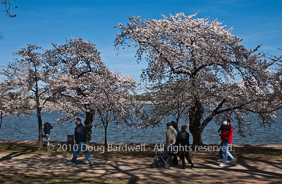Cherryblossom-14.jpg