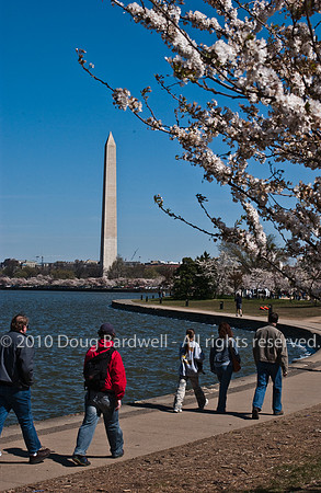 Cherryblossom-10.jpg