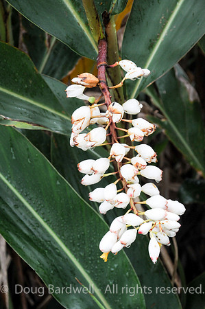 Yehliu-1292