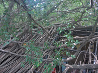 Tainan--2