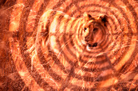 Lion - Gobo Gold Tint