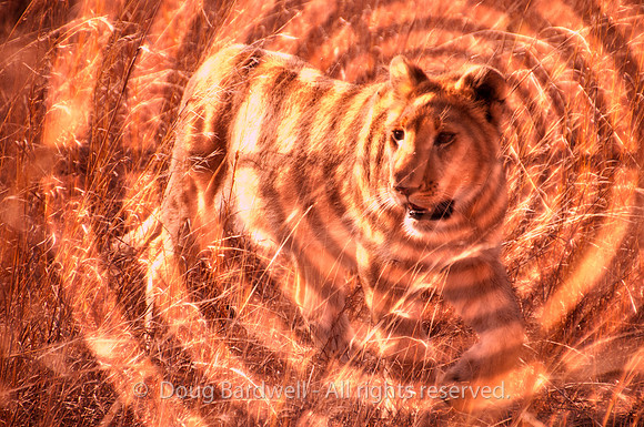 Lion - Gobo Gold Tint