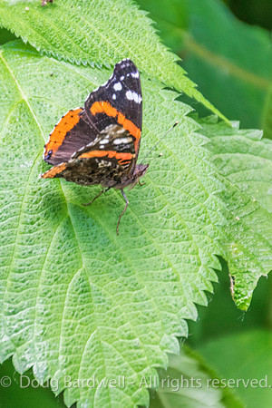 Sheldons_Marsh-8307
