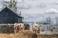 Shaker Village-5600