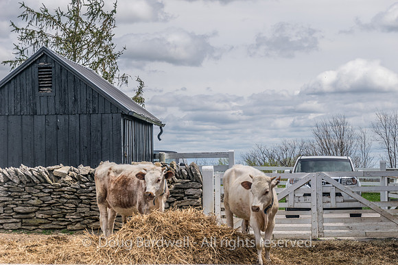 Shaker Village-5600