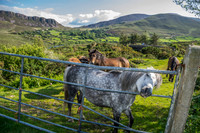 Ireland-4623