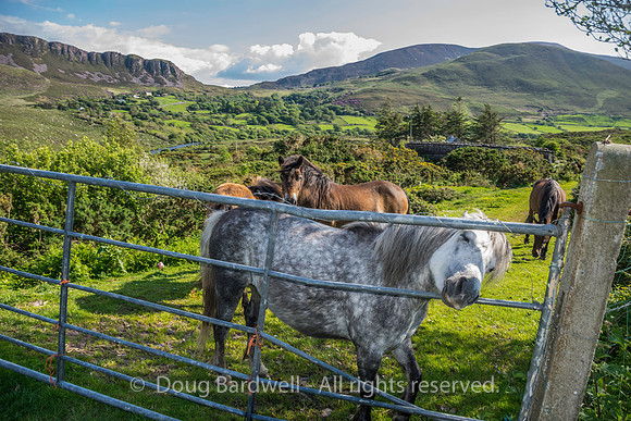 Ireland-4623