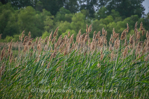 Sheldons_Marsh-8324