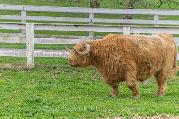 Shaker Village-5799