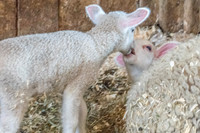Shaker Village-5644