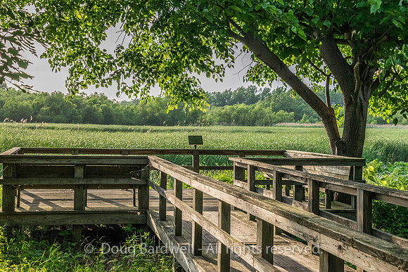Sheldons_Marsh-8330