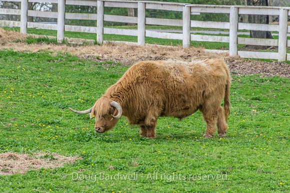 Shaker Village-5817