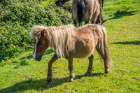 Ireland-4649