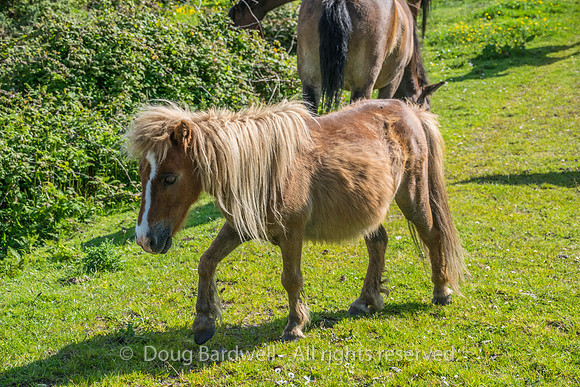 Ireland-4649