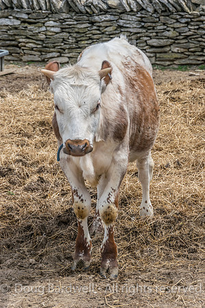 Shaker Village-5609