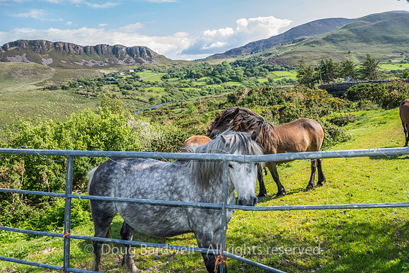 Ireland-4622