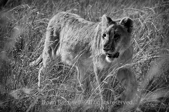 Lion - TriX - Vignette