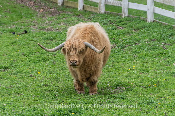 Shaker Village-5832