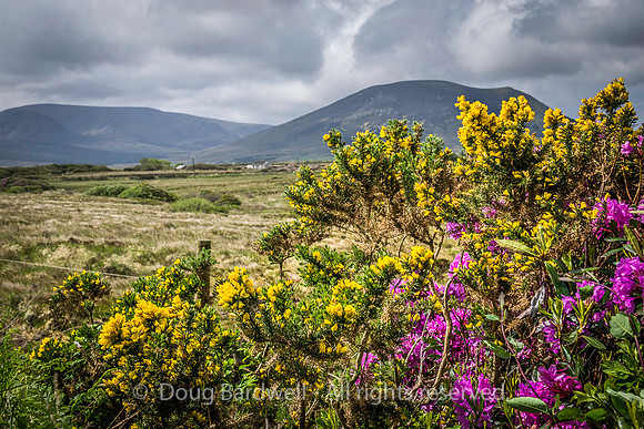 WildAtlanticWay-2489