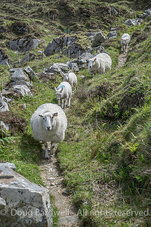 WildAtlanticWay-3250