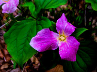 79-Great_Allegheny_Passage