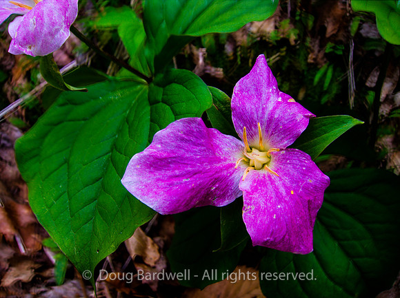 79-Great_Allegheny_Passage