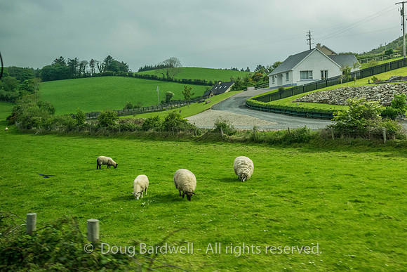 Donegal-1514