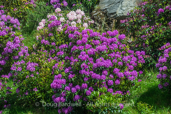 County-Mayo-2555