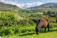 Ireland-4631