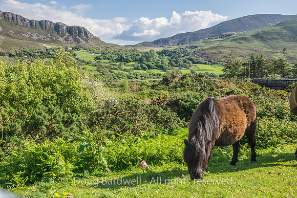 Ireland-4631