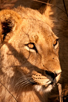 Lions at Antelope Park - Gweru