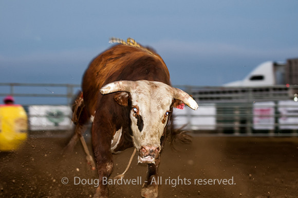 Rodeo-7854