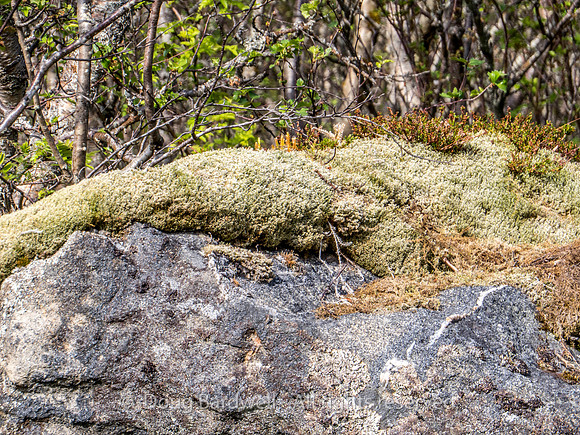 Norway-0810