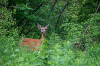 Sheldons_Marsh-8282-2