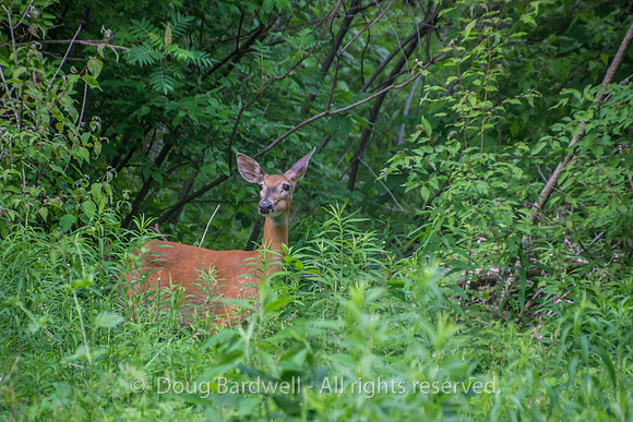 Sheldons_Marsh-8282-2